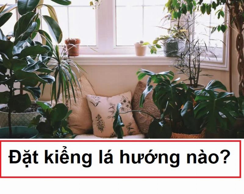 Vị trí đặt cây trầu bà tỷ phú gần cửa sổ có rèm để nhận ánh sáng gián tiếp